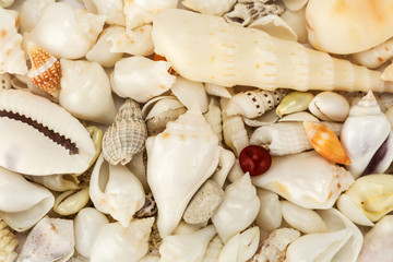 sea shells