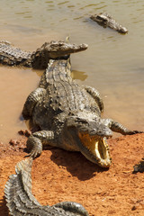 Gaping mouth alligator