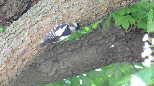 Great spotted woodpecker (Dendrocopos major) feeding young. A parent woodpecker arrives at the nest with a beak full of food, leaving hole with waste