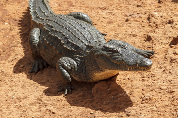 Wild alligator waiting