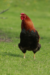 Black and ginger cock stands on a green meadow and looks suspicious