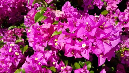 Pink bougainvillea flowers with green leaves