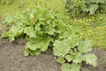 Organic Gardening on the Allotment.