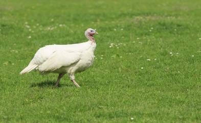 White turkey albino walks on a green meadow