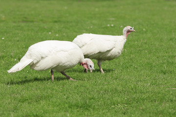 Two white turkey graze on a green meadow