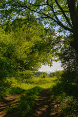 Fototapeta na wymiar countryside with foliage and a path