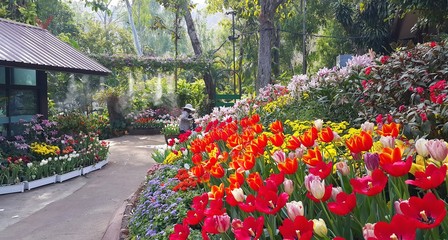 Woman working in garden with colorful blooming flowers