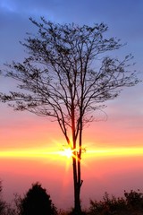 Fototapeta na wymiar Sunrise behind the tree in beautiful morning at Phu Kradueng National Park, Loei Province, Thailand