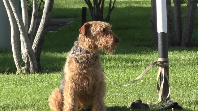 Dog breed Airedale terrier waiting for his master