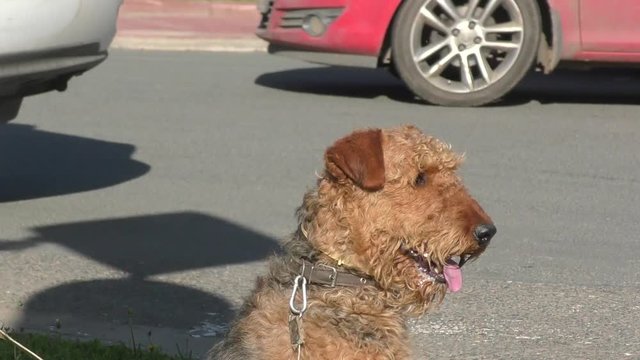 Dog breed Airedale terrier waiting for his master