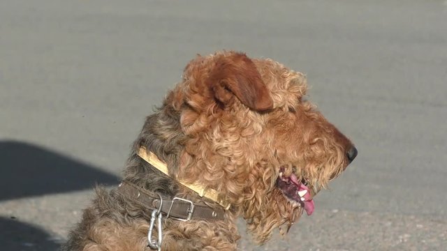 Dog breed Airedale terrier waiting for his master