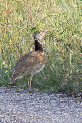 Macho reproductor de Sisón Común  (Tetrax tetrax)