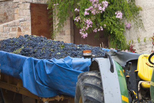Tractor lleno de uva en época de vendimia