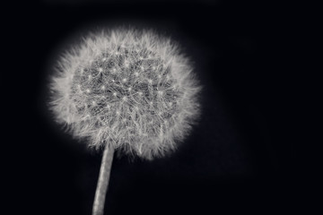 Black and white dandelion