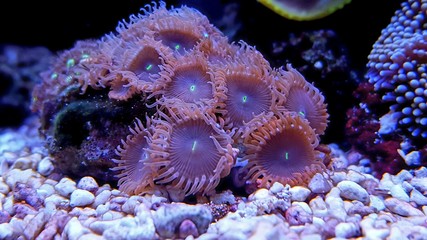 Fototapeta na wymiar Amazing colorful coral