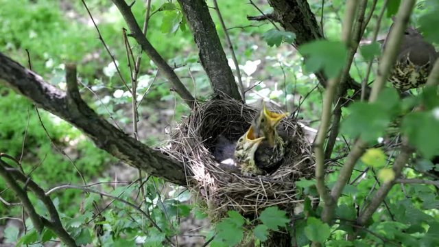 Life nest with chicks in the wild.