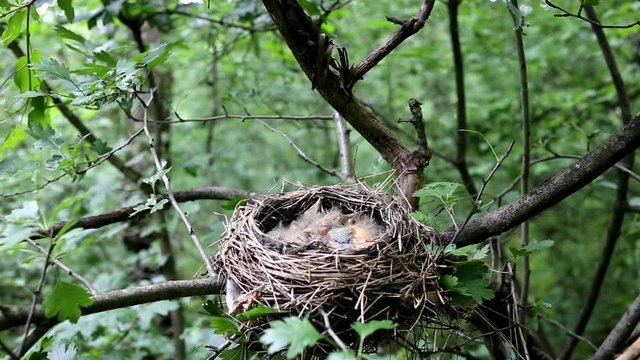 Life nest with chicks in the wild.