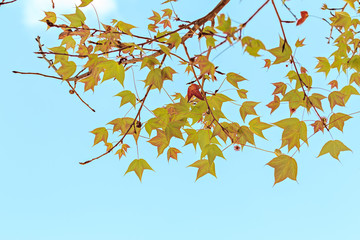 Autumn maple leaves against the blue sky