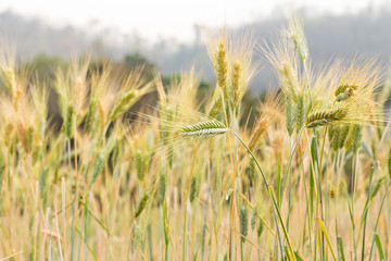 Fototapeta premium Close-up of green wheat ear in field