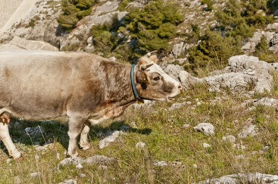 beef calf grazing - 2918