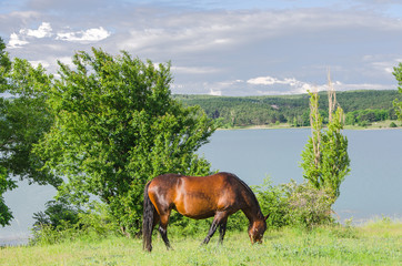 Fototapeta na wymiar horse grazing