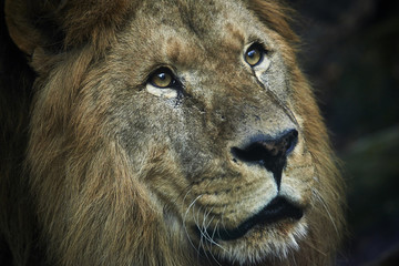 Obraz premium Portrait of huge beautiful old male African lion against black background