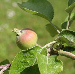 giovane piccola mela su ramo in primavera