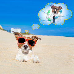 Fototapeta na wymiar summer vacation dog