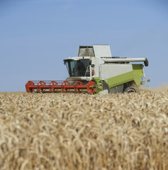 Fototapeta premium Combine harvester on a wheat field.