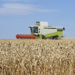 Fototapeta na wymiar Combine harvester on a wheat field.