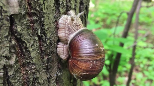 Big snail on a tree