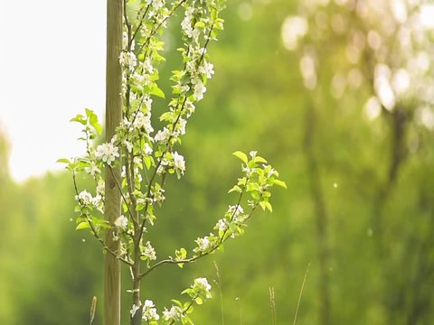 Apfelbaum bl&uuml;ht und um ihn herum fliegen Eschepollen 