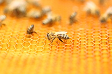 Honeybees in honeycomb