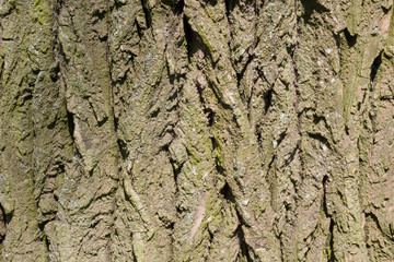 Bark of Tree. Background