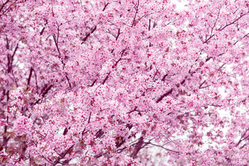 Naklejka premium Sakura. Cherry Blossom in Springtime. Beautiful Pink Flowers