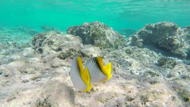 Two Black and White Striped Threadfin Butterflyfishes With Yellow Tile Looking For Food on the Sea Floor and Swimming Close to Camera Egypt Red Sea 4k Uhd Underwater Video