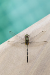 Beautiful green dragonfly on swimming pool edge