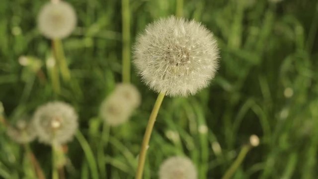 белые одуванчики в солнечном закате
