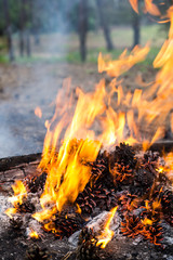 Orange fire flames isolated on black background