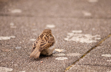 Sperlingvögel auf der Straße
