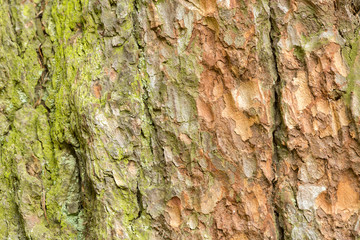 Larch bark texture