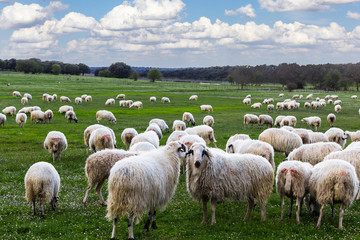 Obraz premium rebaño de ovejas comiendo en el campo 