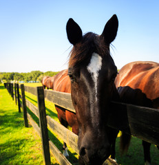 Black, white and brown horses outside in pasture, closeup
