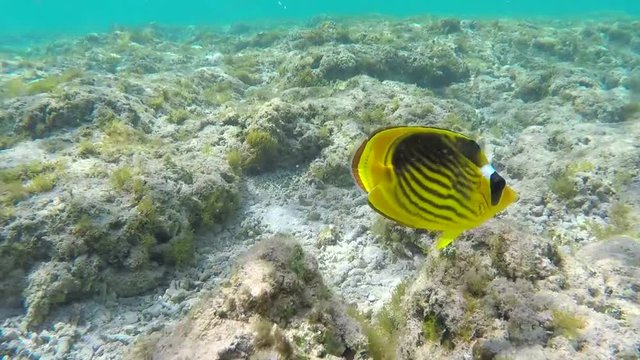 Rainbow Wrasses and Surgeonfishes and Butterflyfishes Swimming Between the Rocks on the Sandy Seabed Egypt Red Sea Underwater 4k Uhd Video