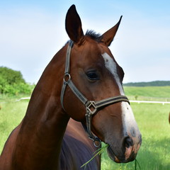 Obraz premium koń na pastwisku