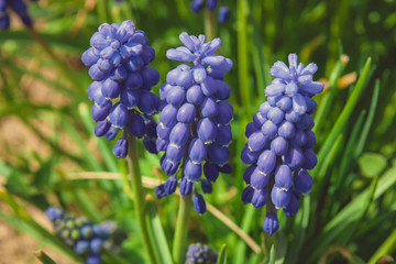 Blue flower. Muscari