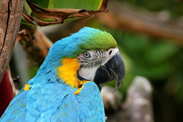 Blue and yellow macaw