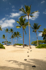 Hawaiian beach / Beautiful sand beach with lots of palm trees at Hawaii