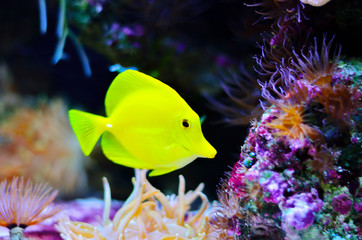 Fototapeta premium Bright yellow fish swimming in an aquarium with coral and algae