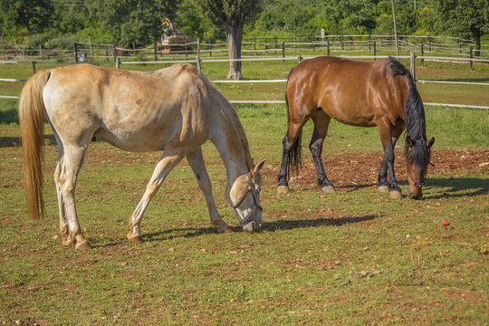 two horses (brown horse) horses on the ranch